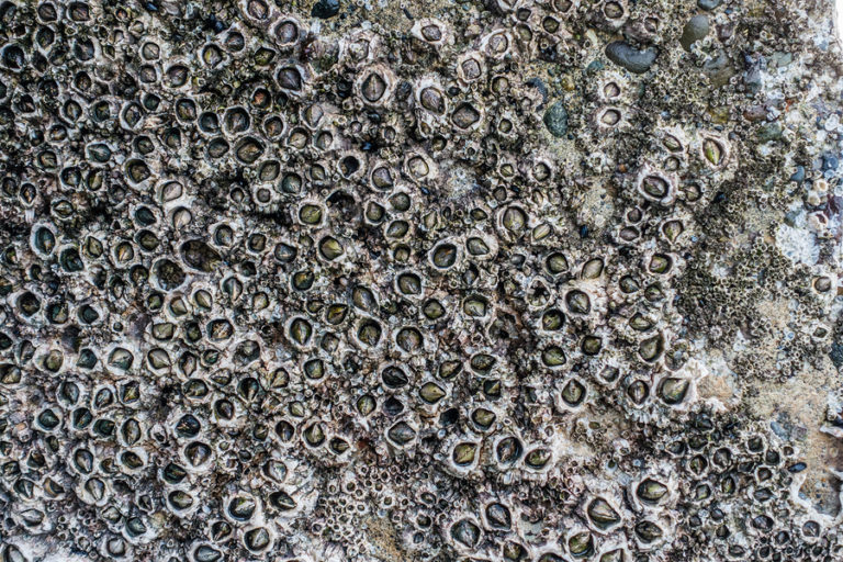 New biofouling guidelines agreed, hope for better impact