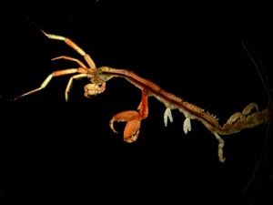 Japanese skeleton shrimp Caprella mutica Fathom.World