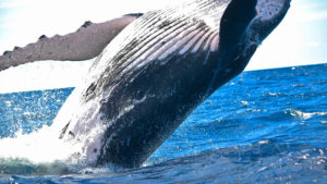 Scientists want to talk to whales. The answer is with AI